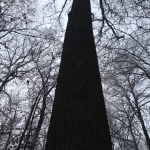 pro-forest3