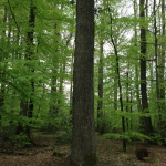 pro-forest5