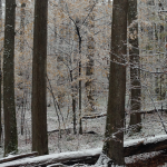 pro-forest6