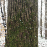 pro-forest7
