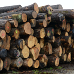 pro-forest8